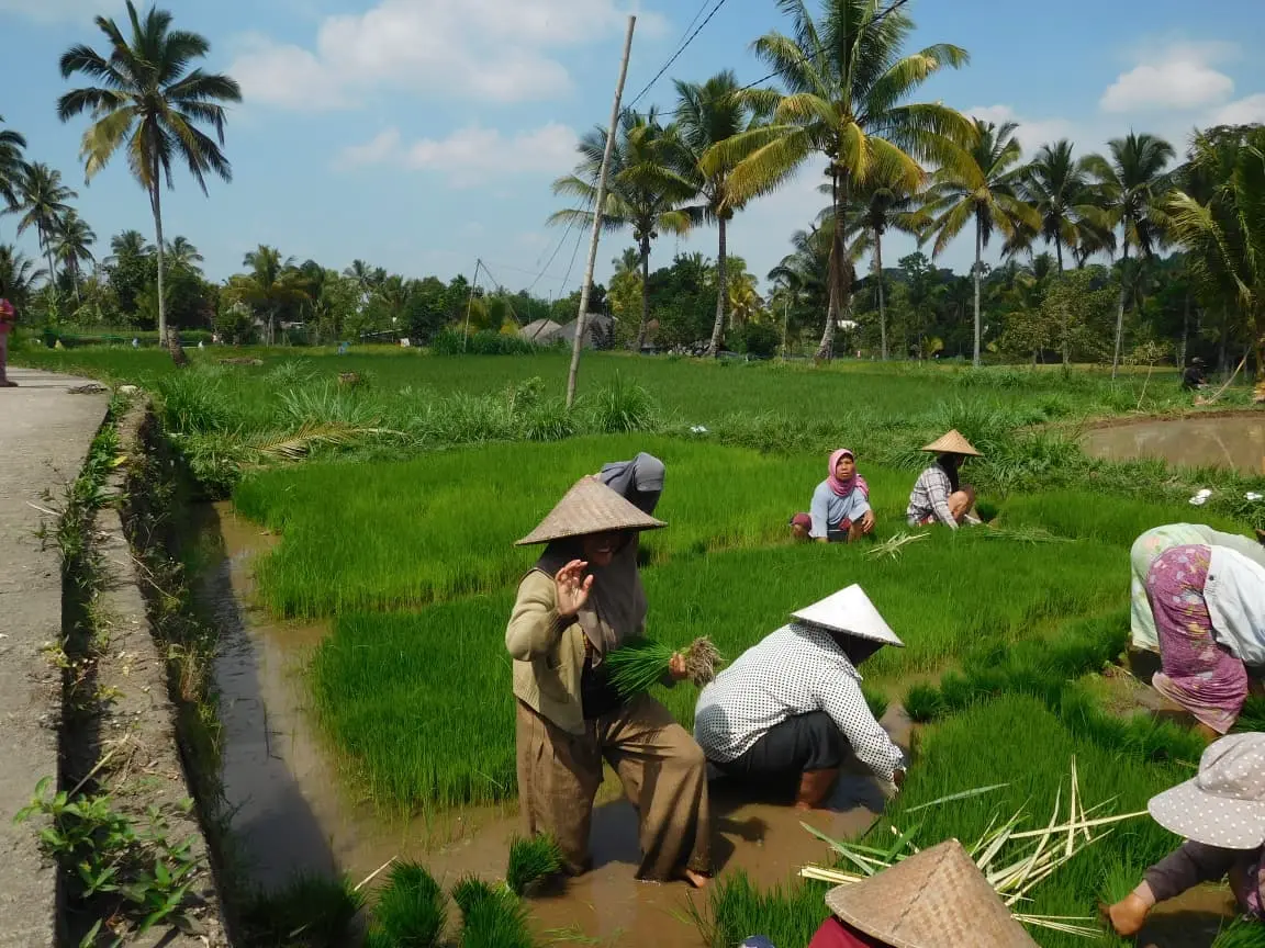 Farmer waving from the rice field