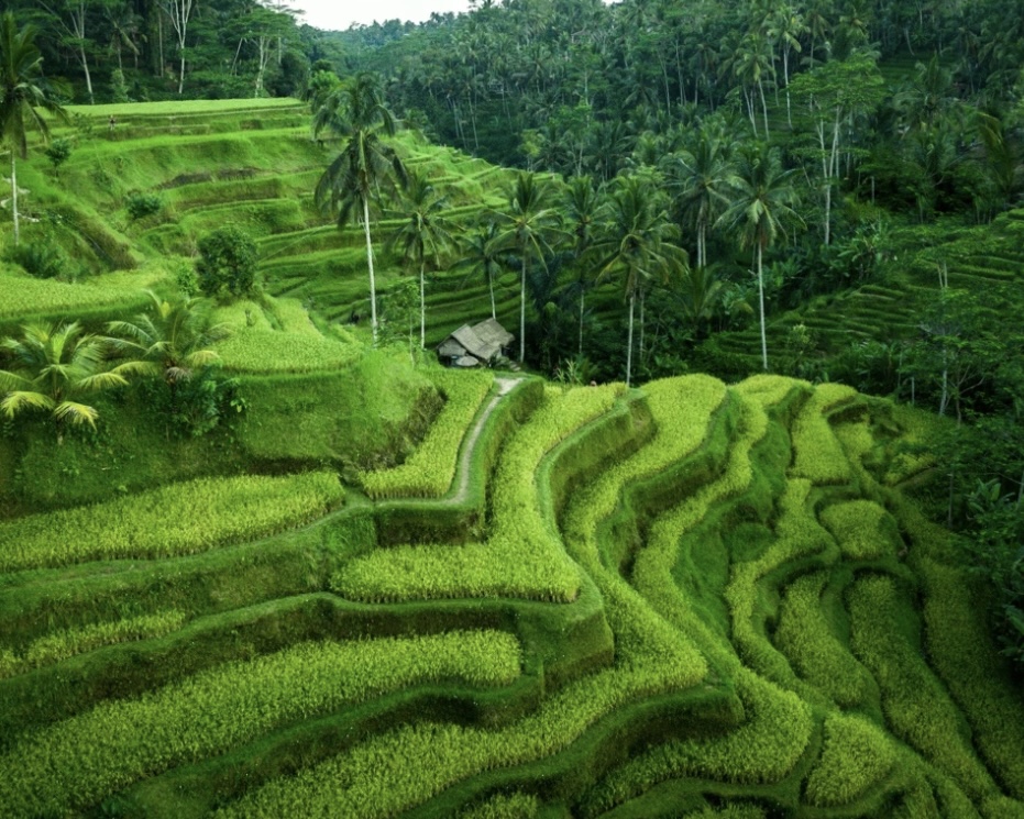 Scenic Tegallalang Rice Terraces and Bali Swing