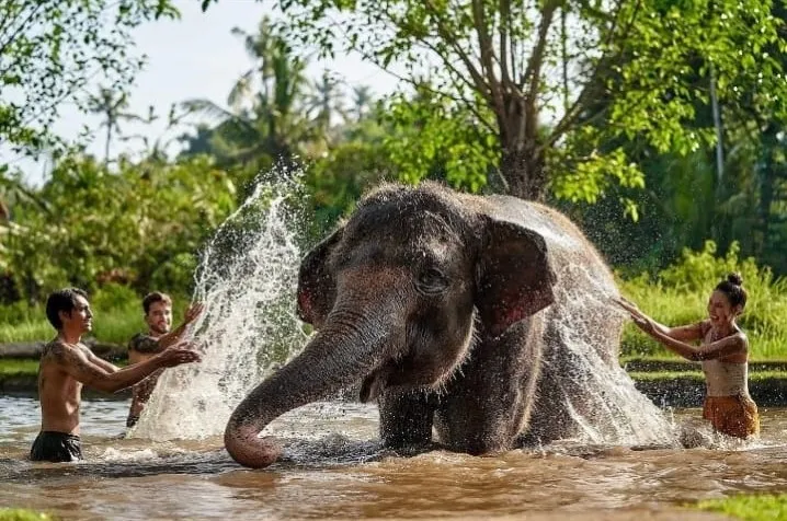 Elephant during an educational presentation