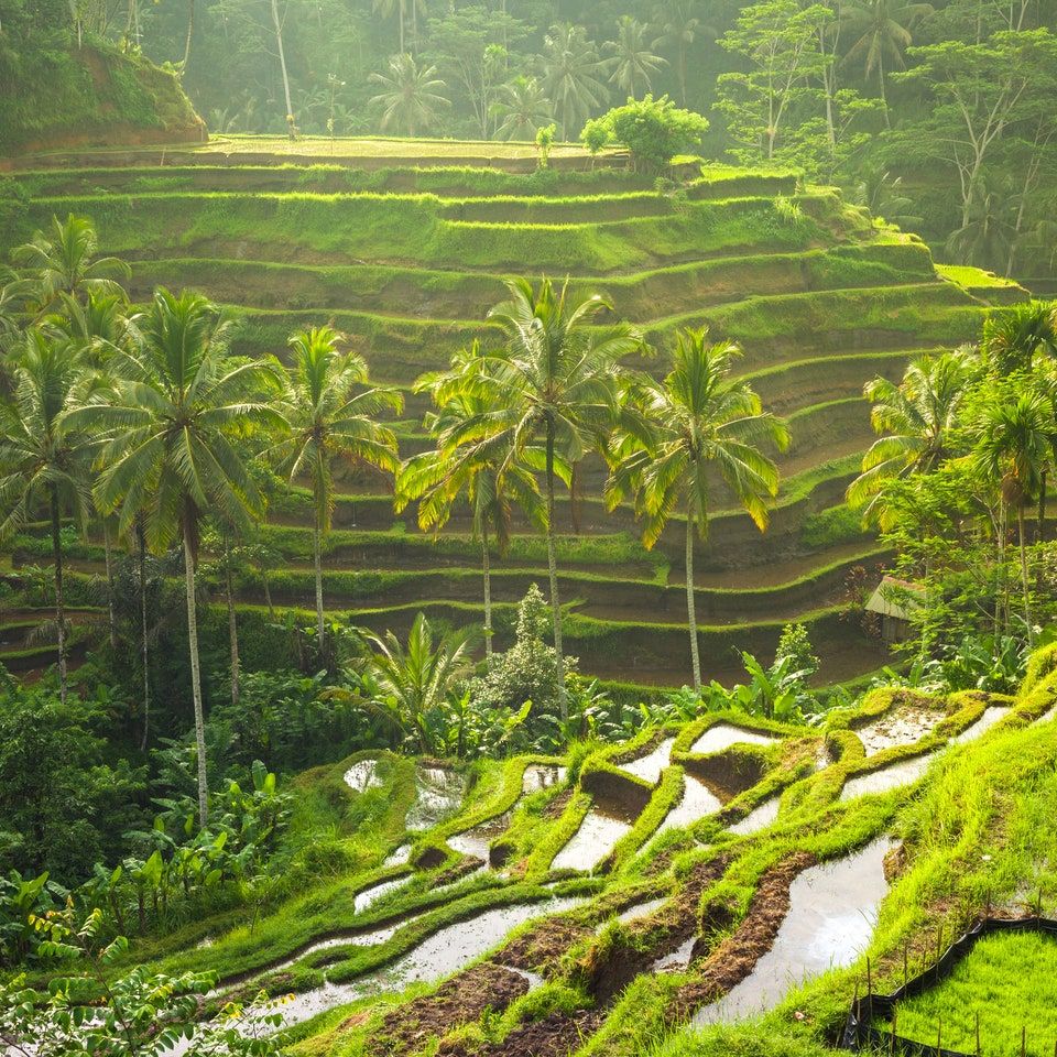 Ubud Full Day Tour