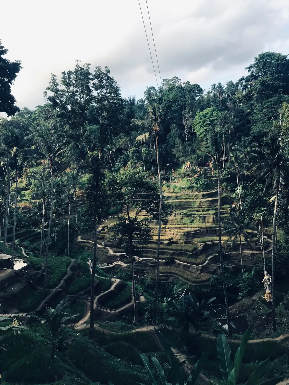 Tegalalang rice terraces under palm trees in Ubud