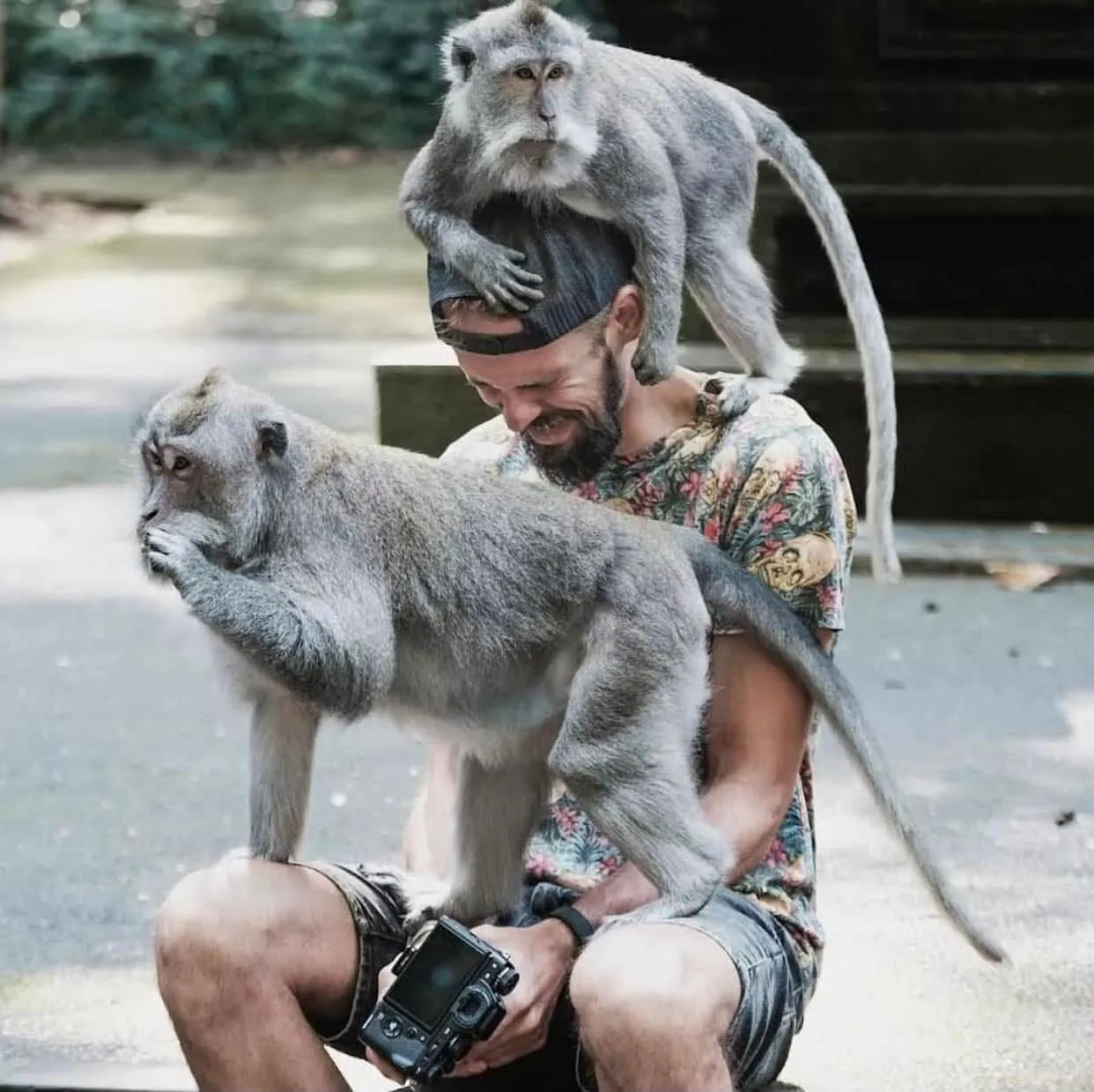 Guest with long-tailed macaques at Ubud Monkey Forest