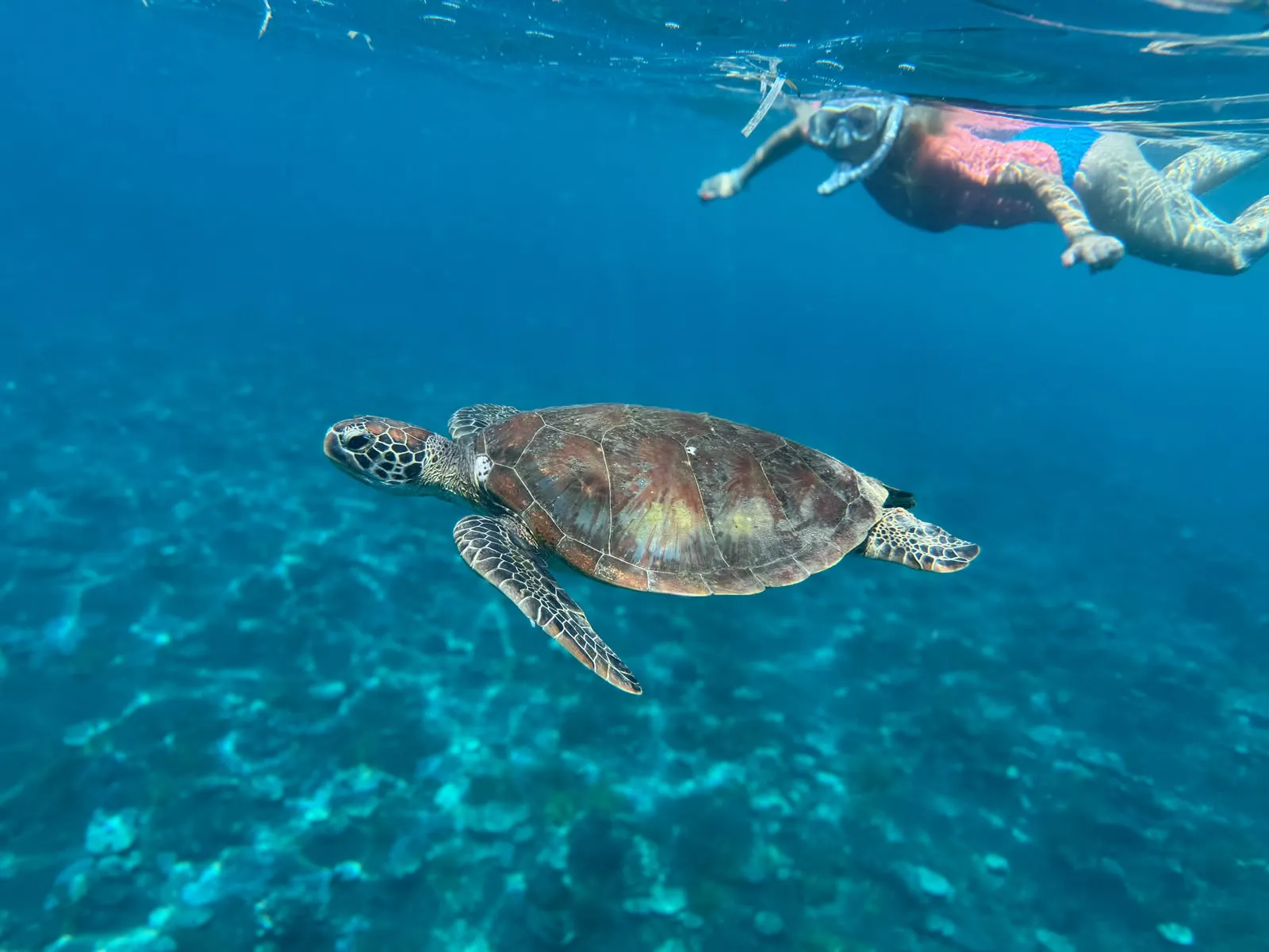 Snorkeler and sea turtle in clear water
