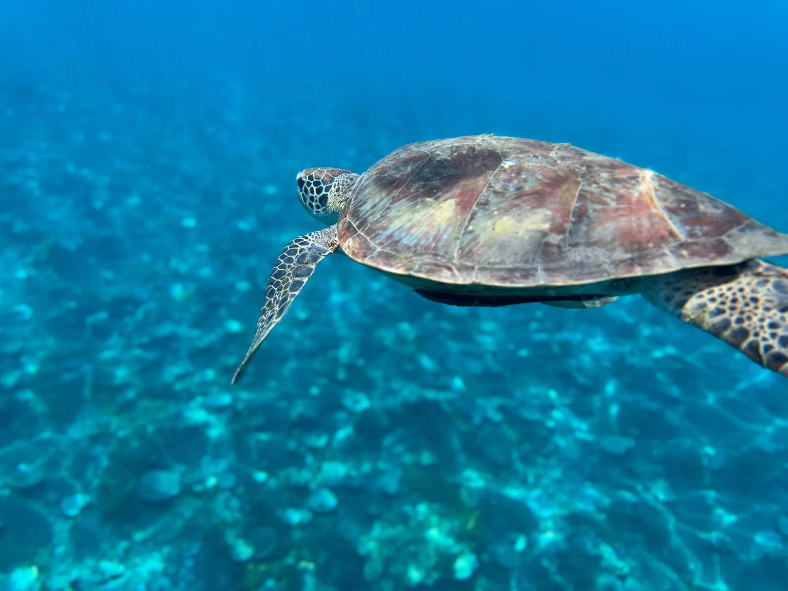 Sea turtle swimming over a shallow reef