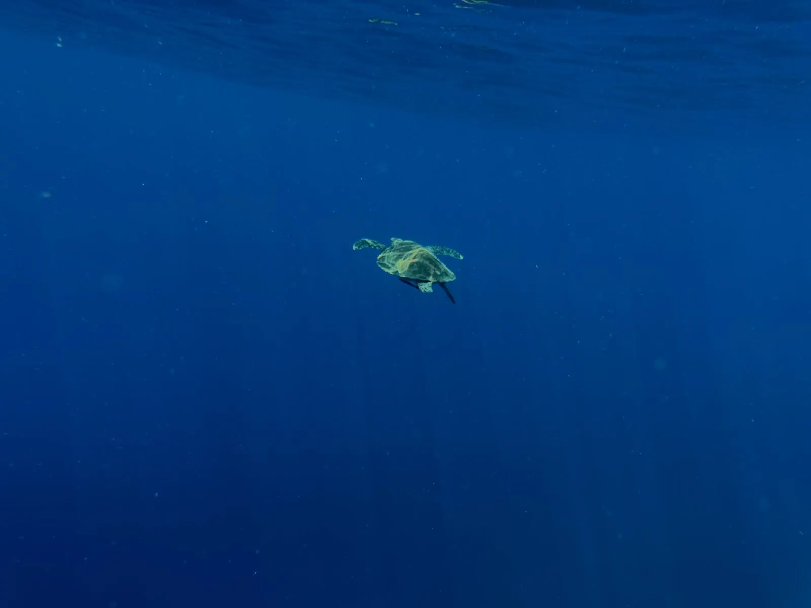 Sea turtle swimming in deep blue water