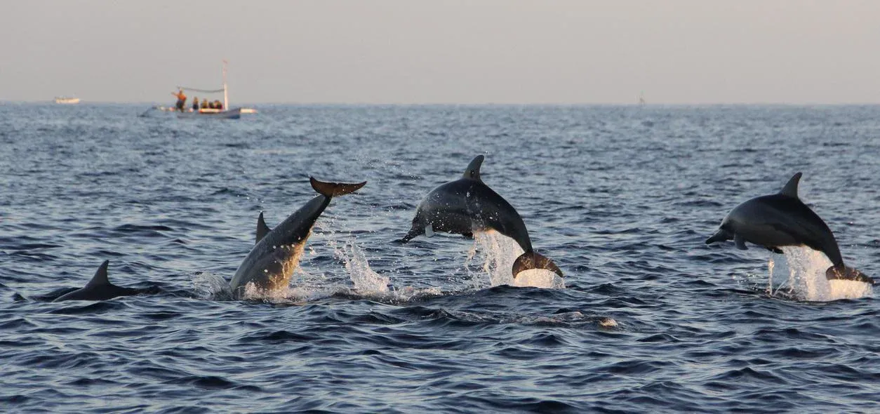 Bali Dolphin and Nature