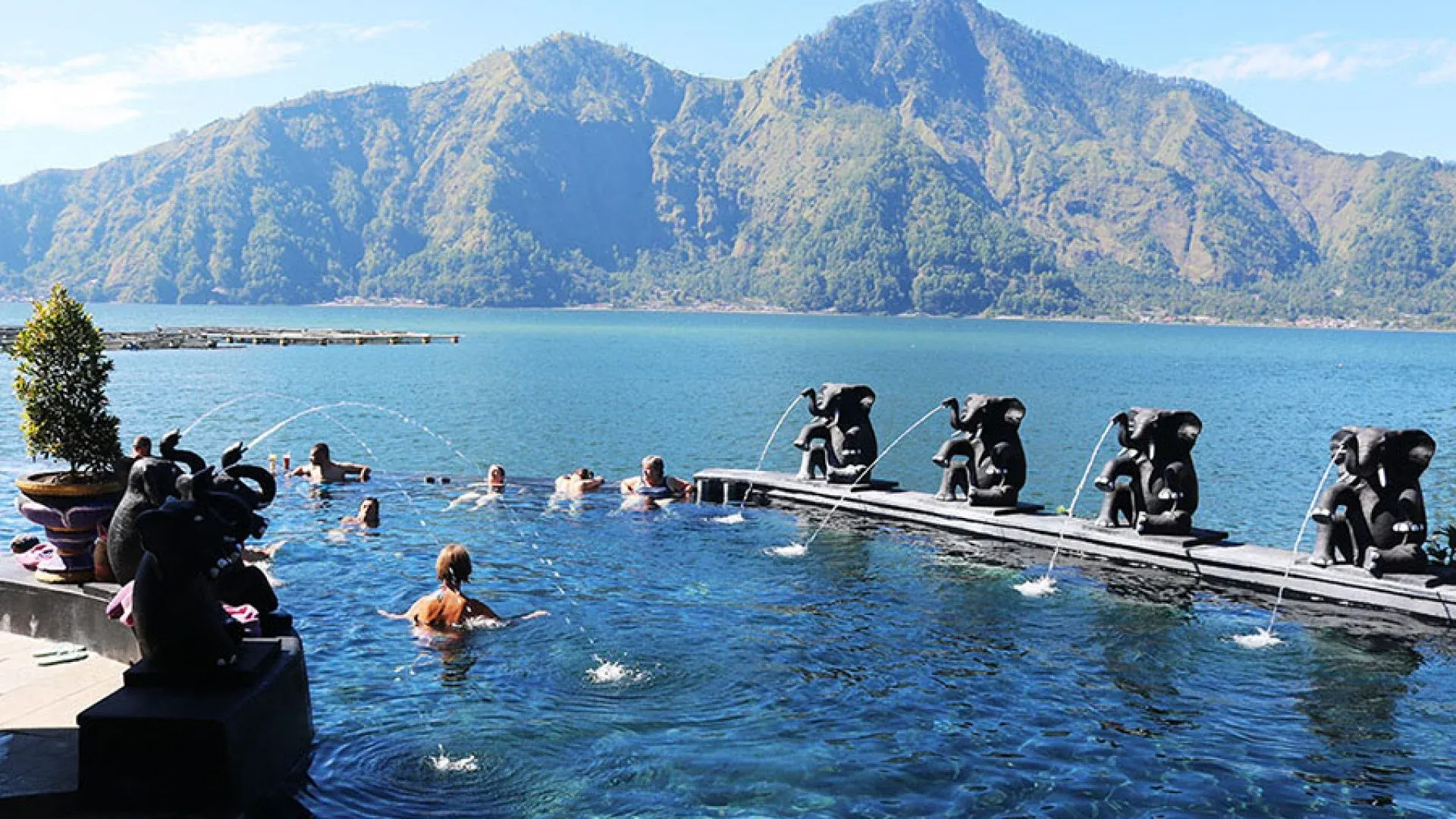 Bali dolphin nature escape