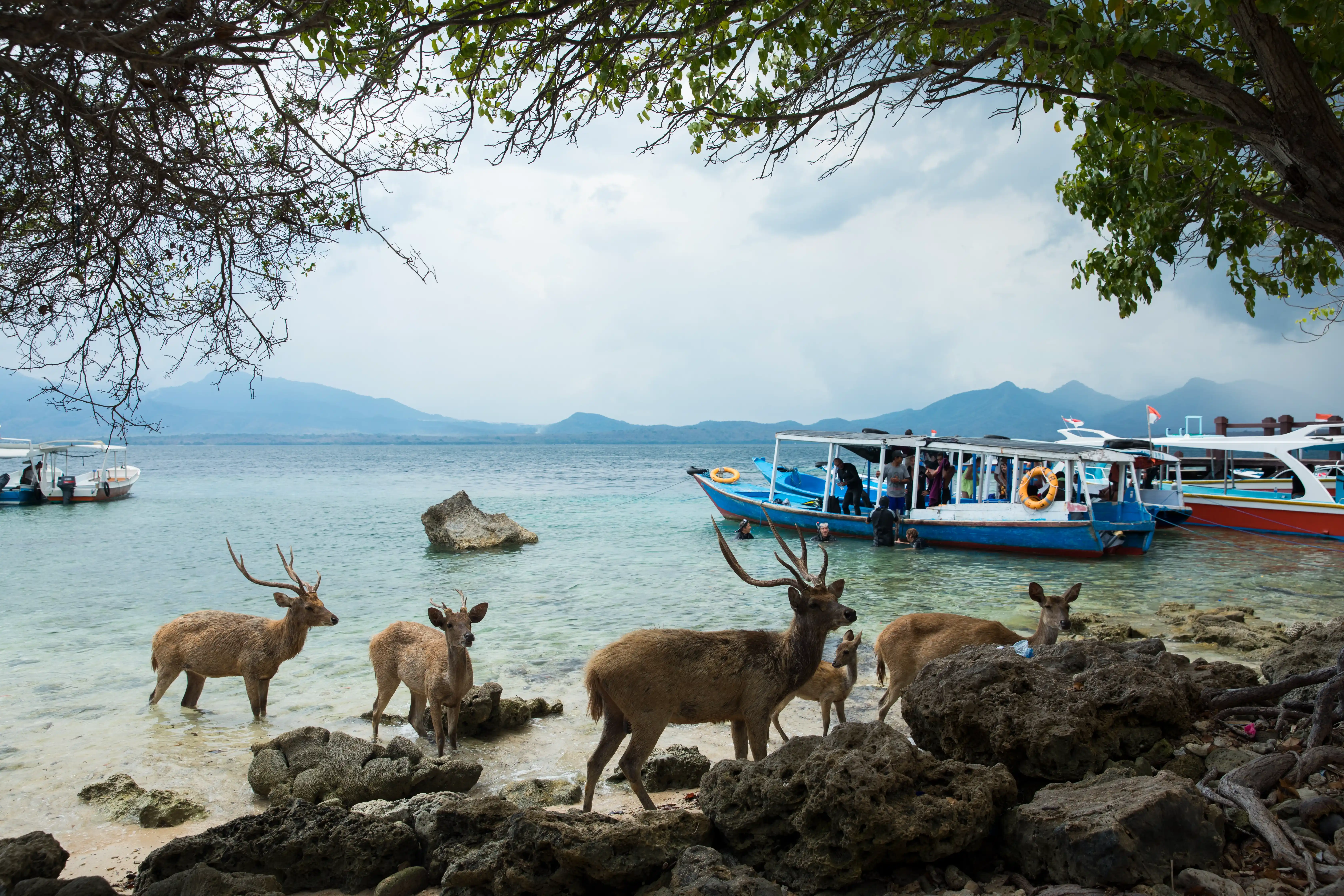 Snorkeling the coral wall at Menjangan Island