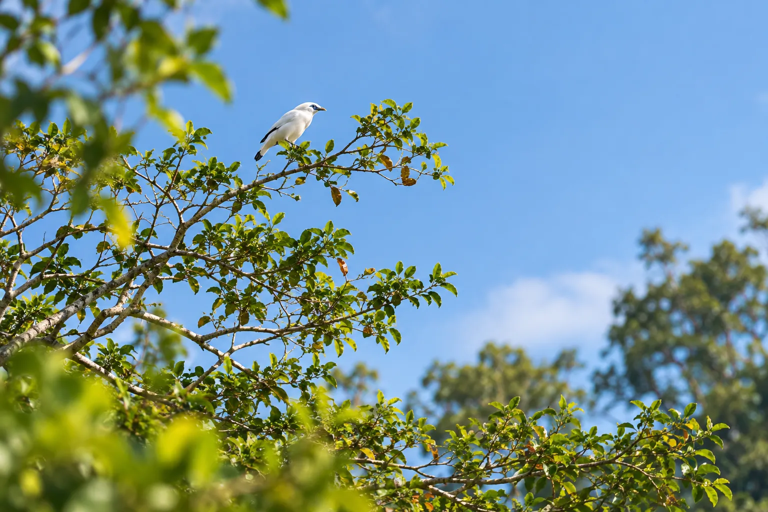 Bird Watching in West Bali: Best Places and What You Can See
