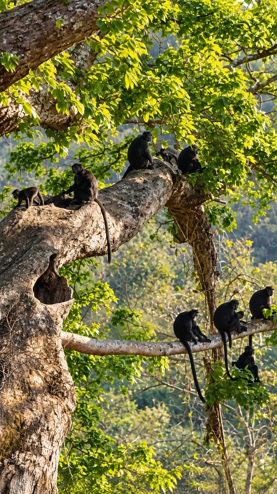 West Bali National Park Wildlife: Animals You May Encounter