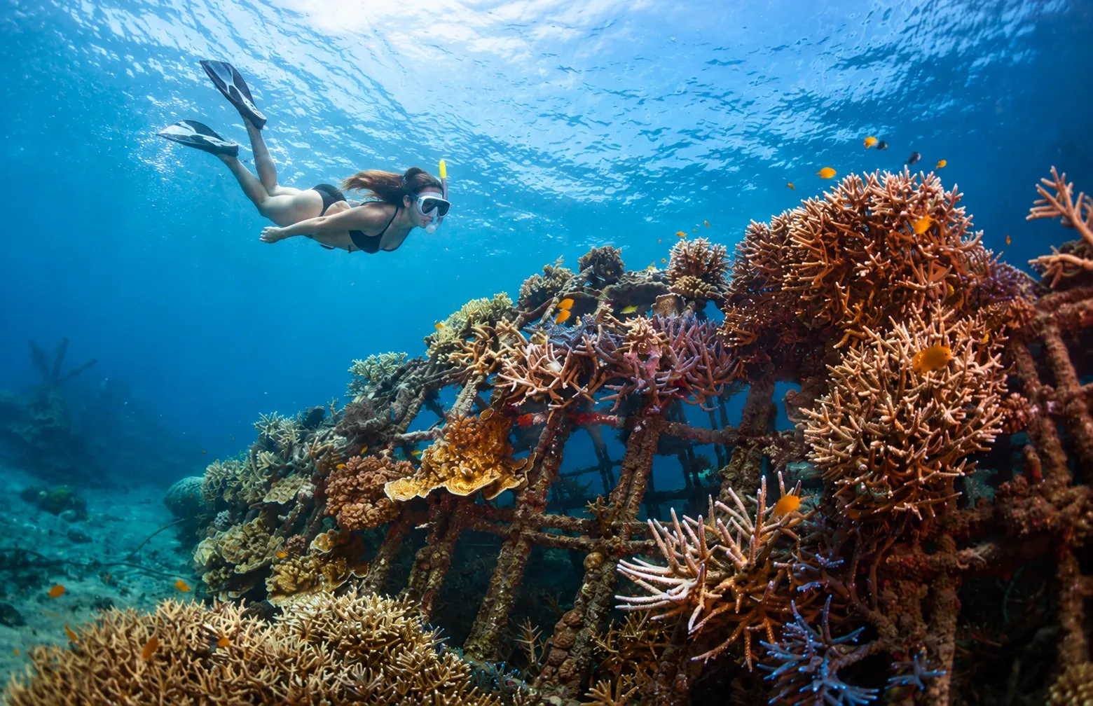 Best Dive Sites Around Menjangan Island, Bali