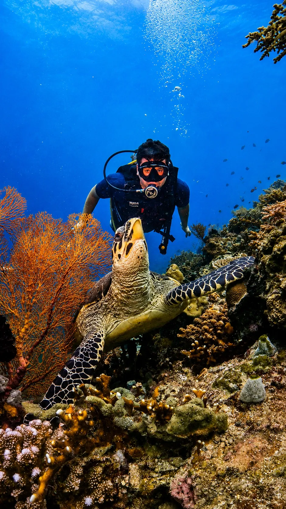 Try Scuba Diving in Menjangan Island: What to Expect