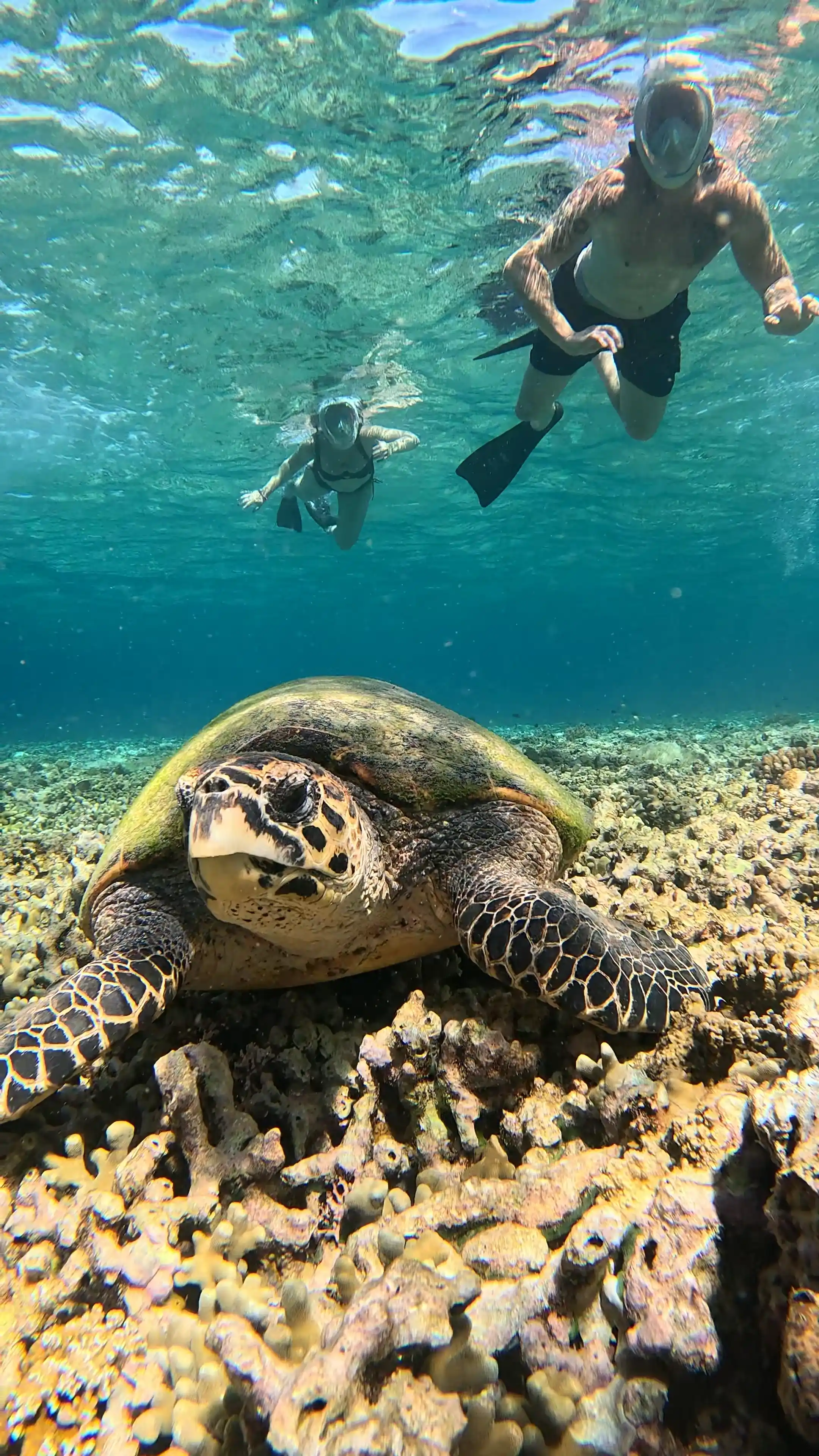 What Marine Life Can You See While Snorkeling in Menjangan Island?