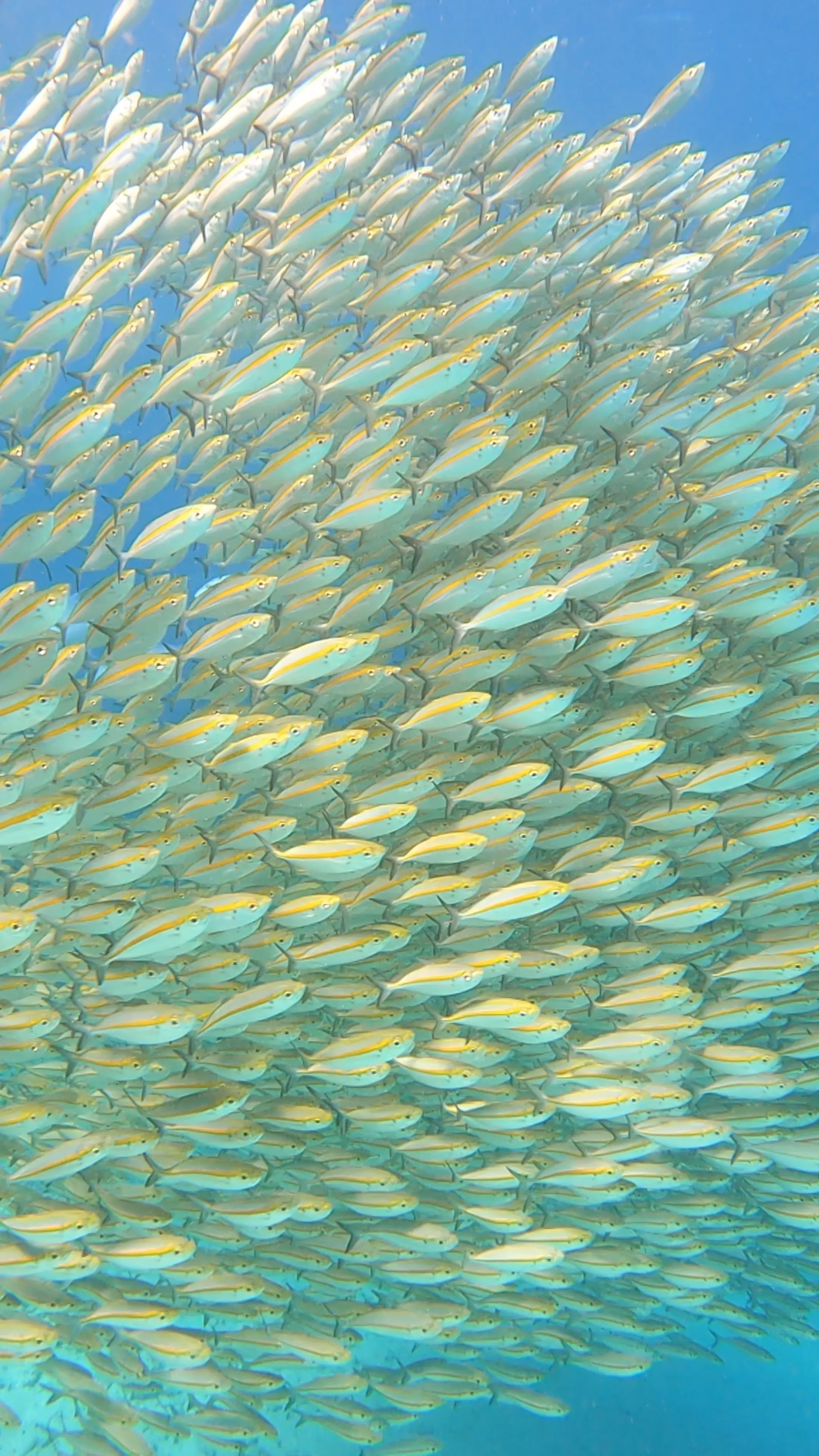 Menjangan Island Snorkeling vs Diving: Which Experience Is Right for You?