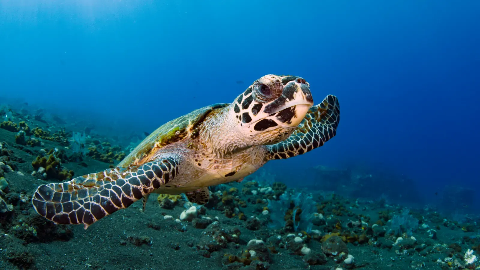 Underwater experiences around Bali