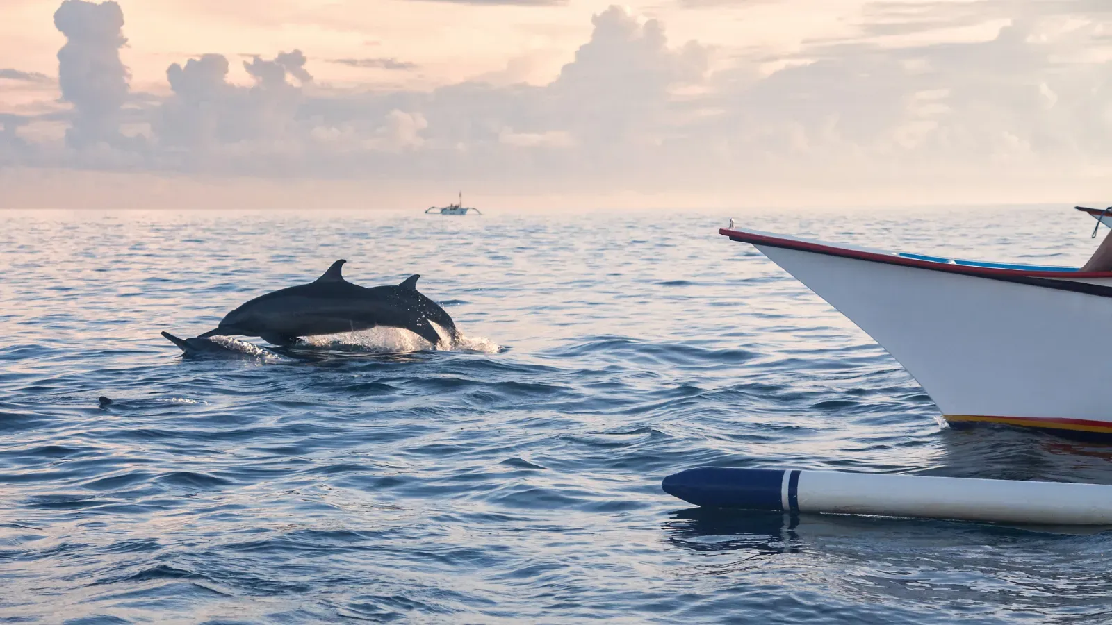Lovina Sunrise Dolphin Experience