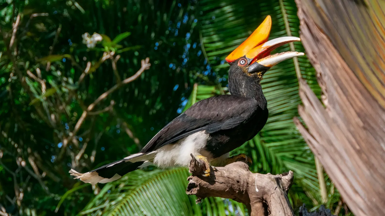 Bali Safari, Bird Park & Coffee Experience