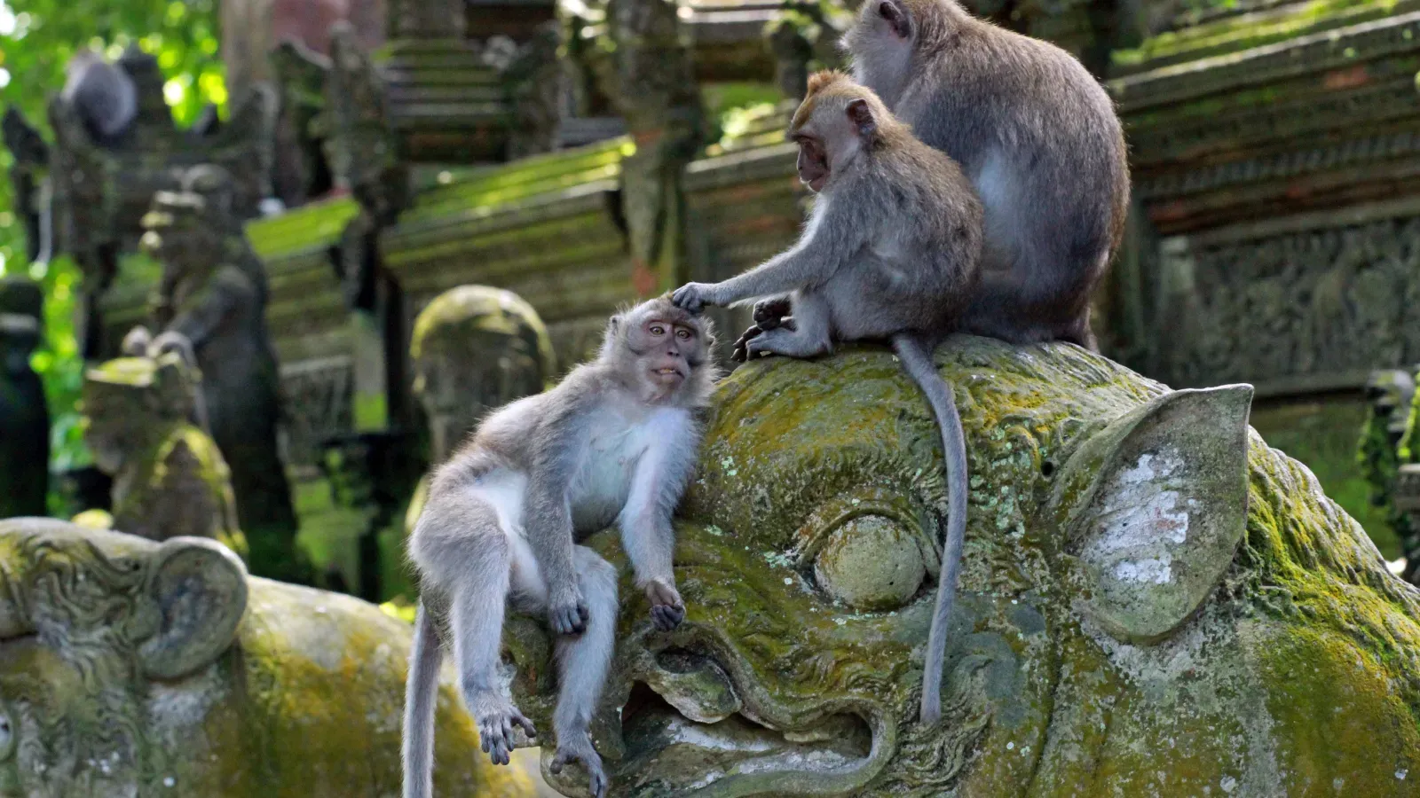 Ubud Swing, Monkey Forest & Waterfall