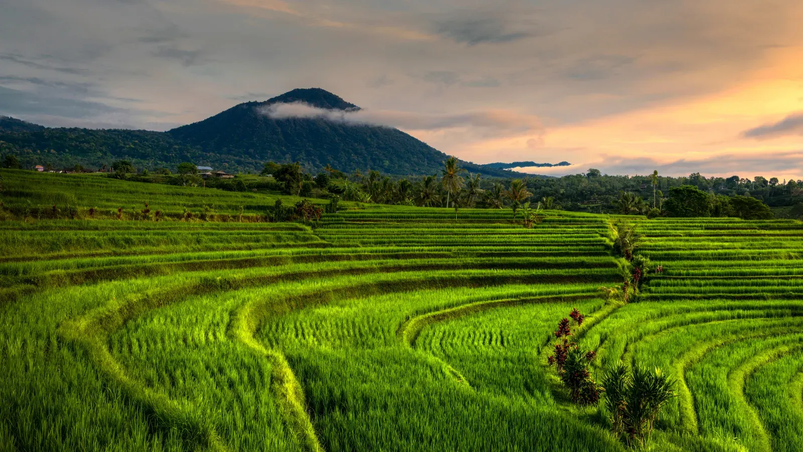 Terraced rice fields of Bali with a green stepped landscape