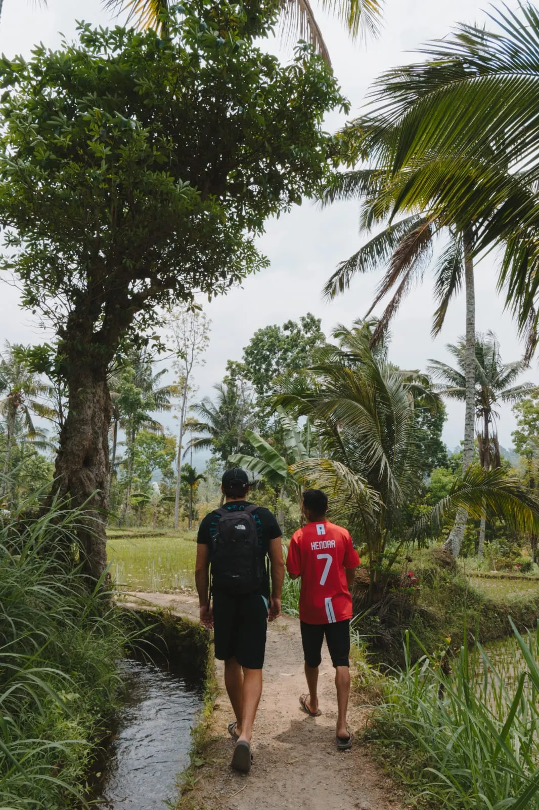 Walking the rice-field path