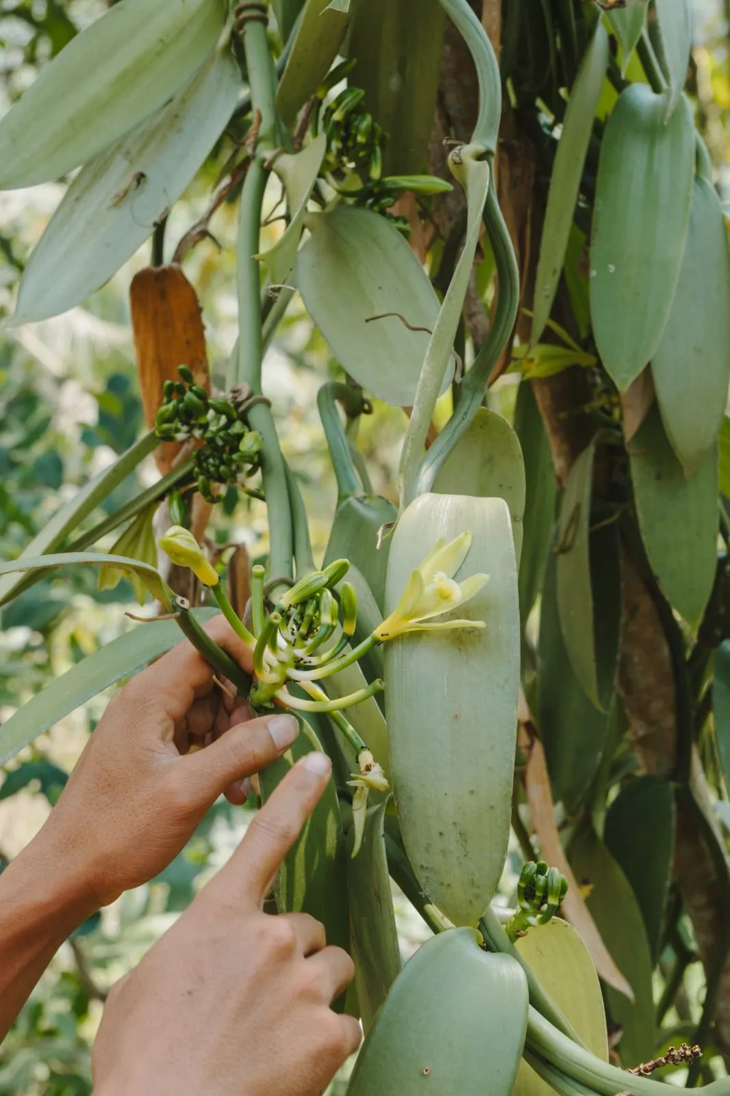 Vanilla plant in Tetebatu