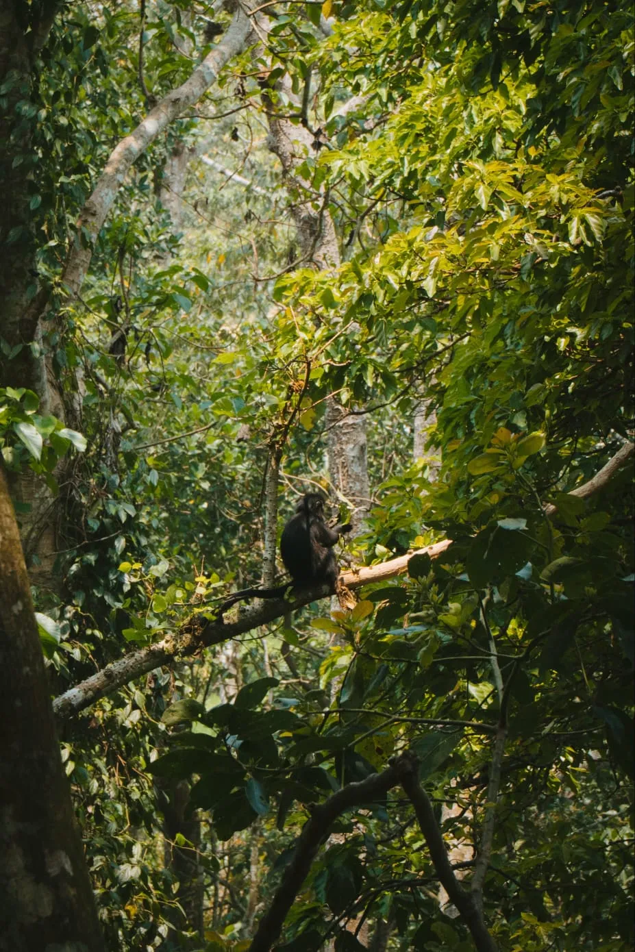 Tetebatu Nature Tour monkey forest
