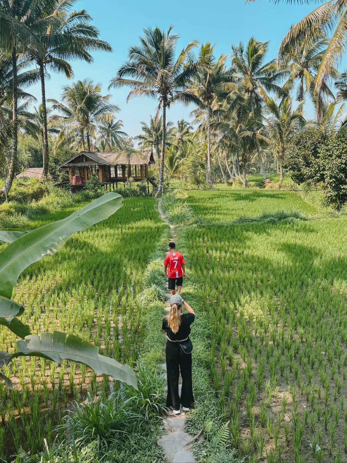 Full Trip Tetebatu rice fields