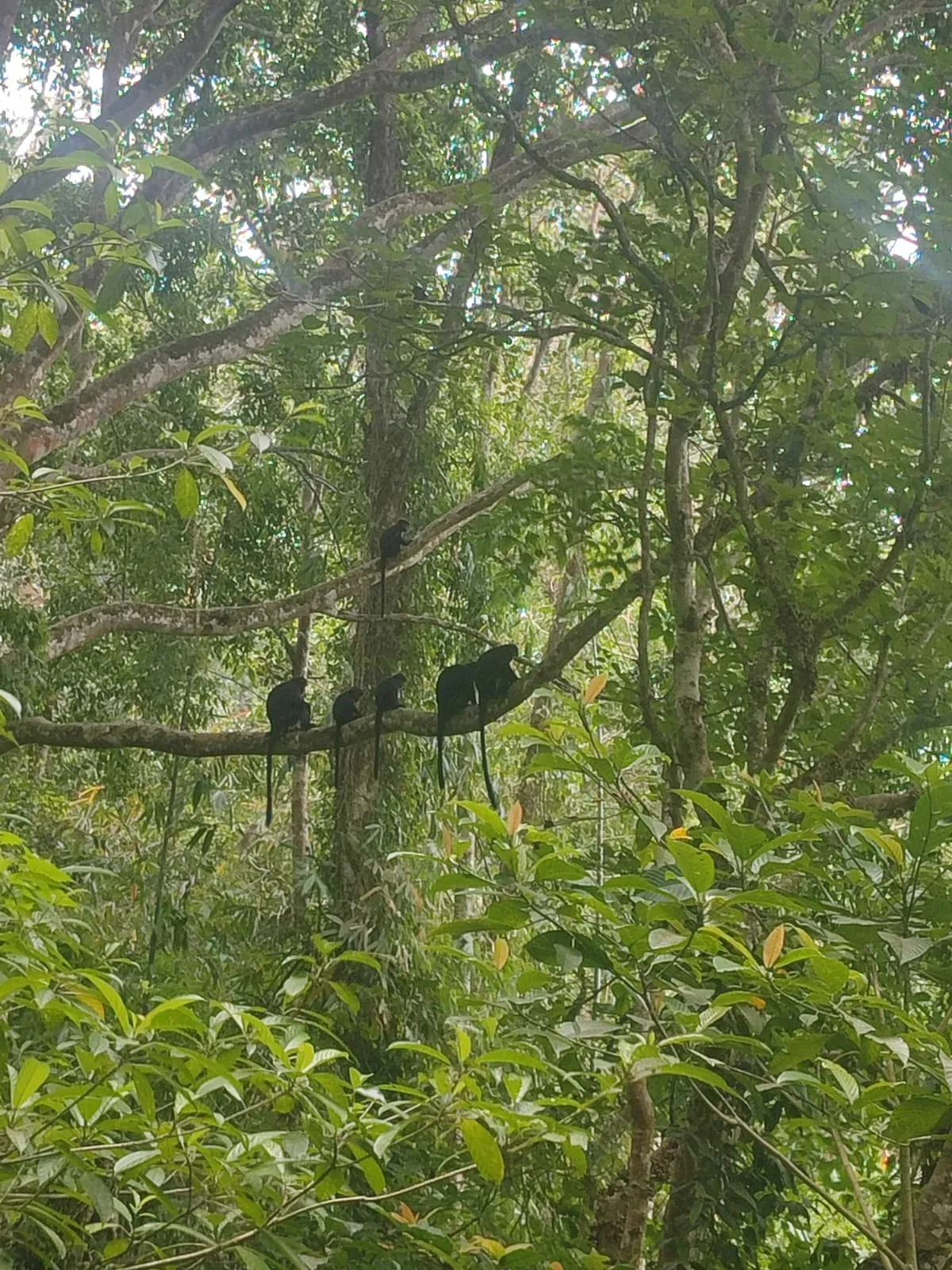 Black monkeys resting on branches in a green forest canopy