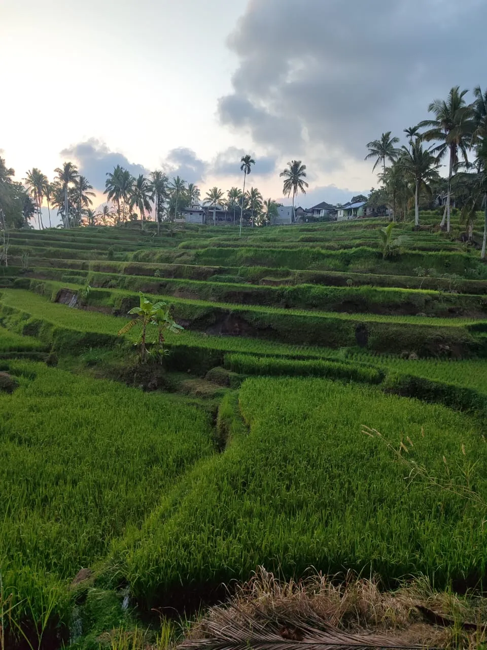 Coconut palms and terraces in the Tetebatu area, Lombok