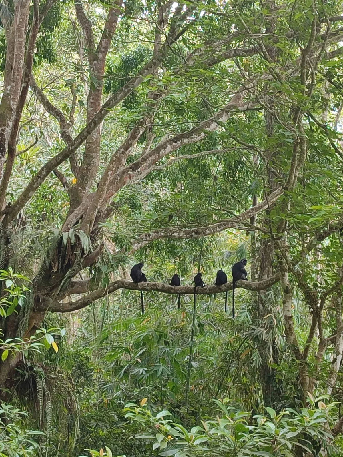 Long-tailed macaques in forest above a Lombok valley