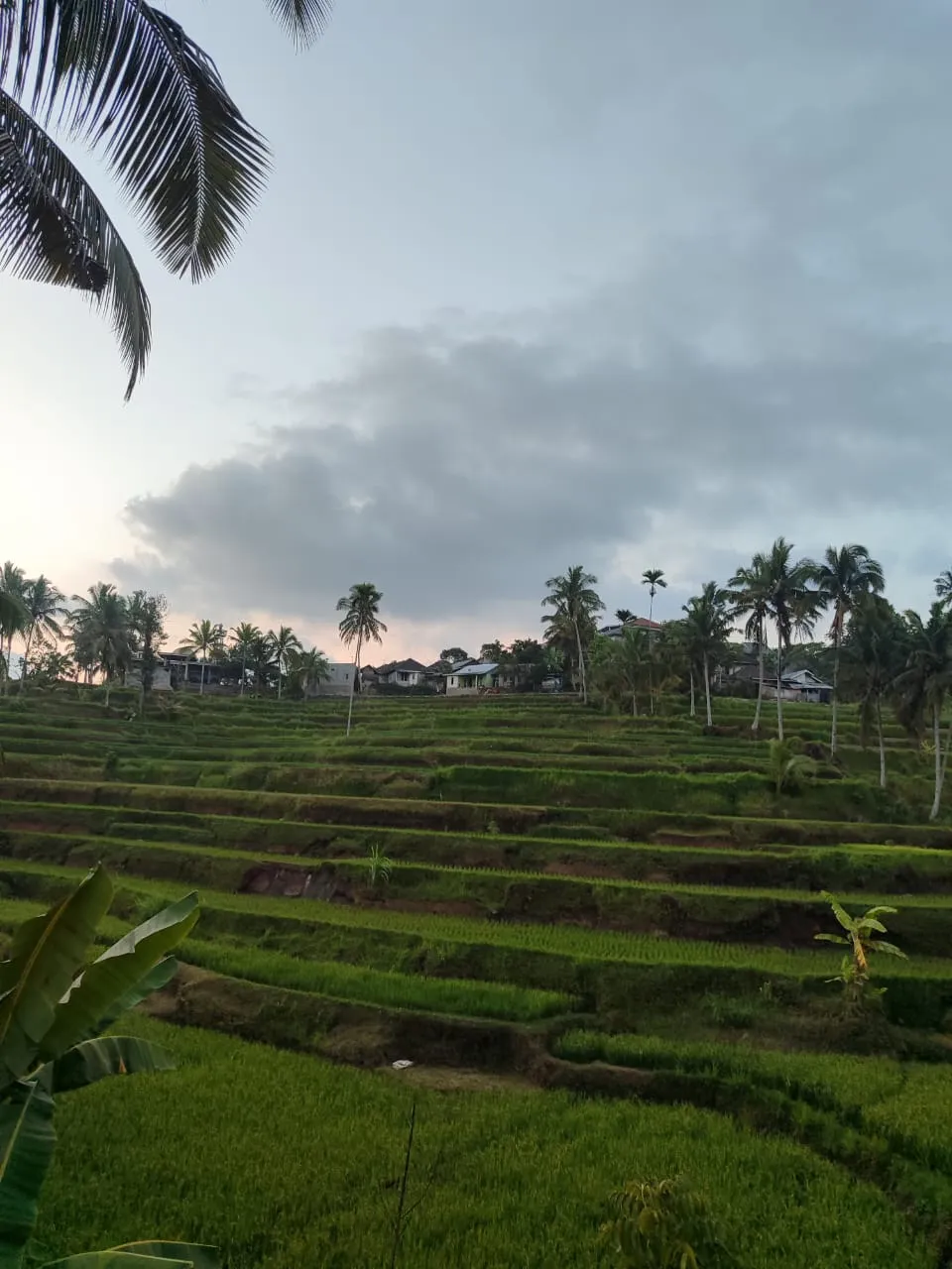 Rice terraces and coconut palms in Tetebatu, Lombok