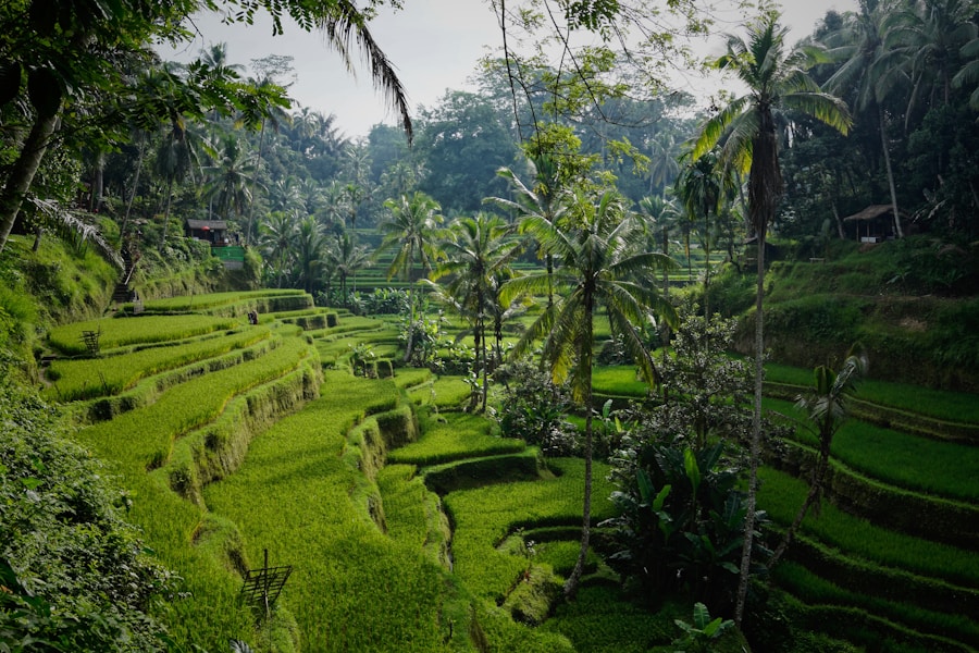 Ubud rice terraces and tropical landscape