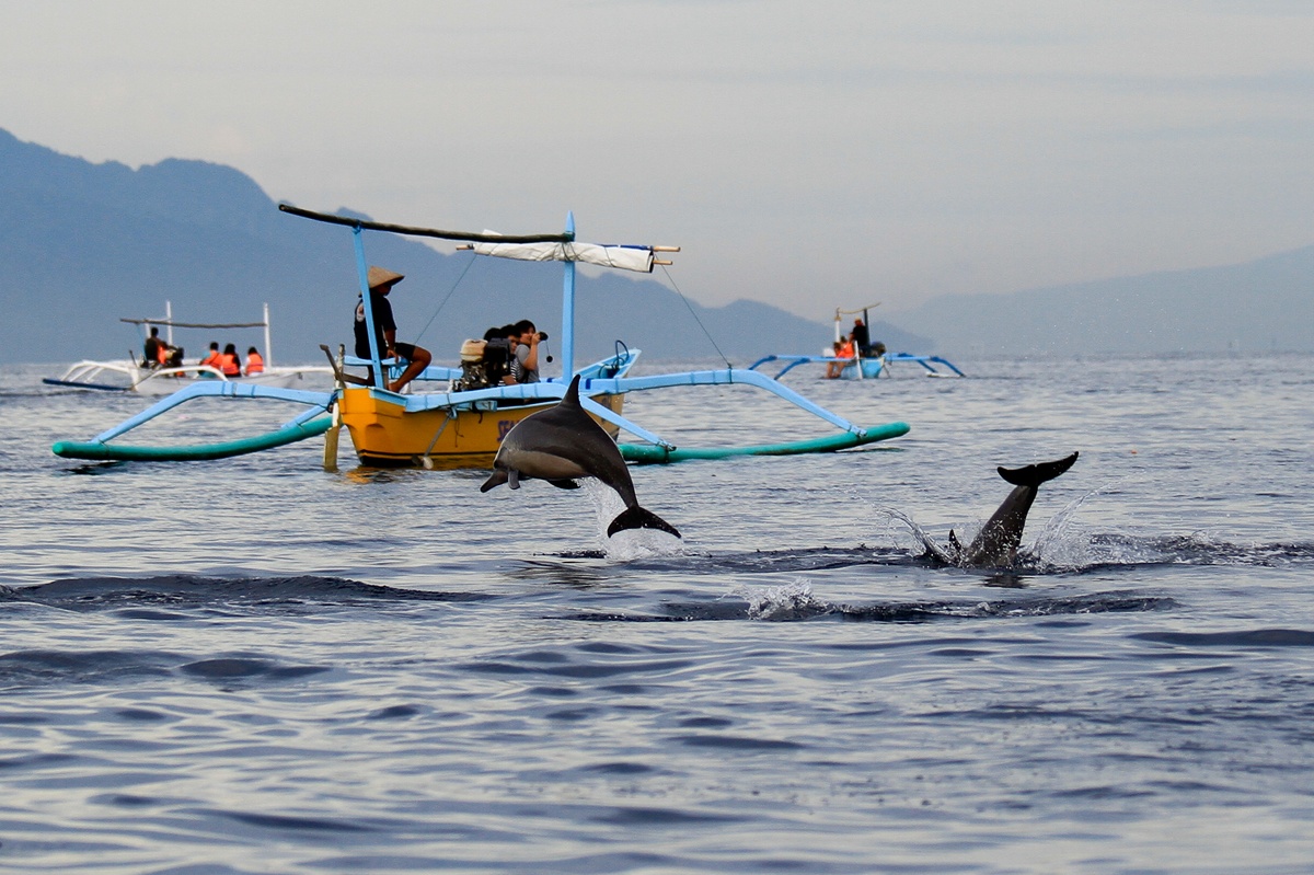 Bali Dolphin Lovina Tour