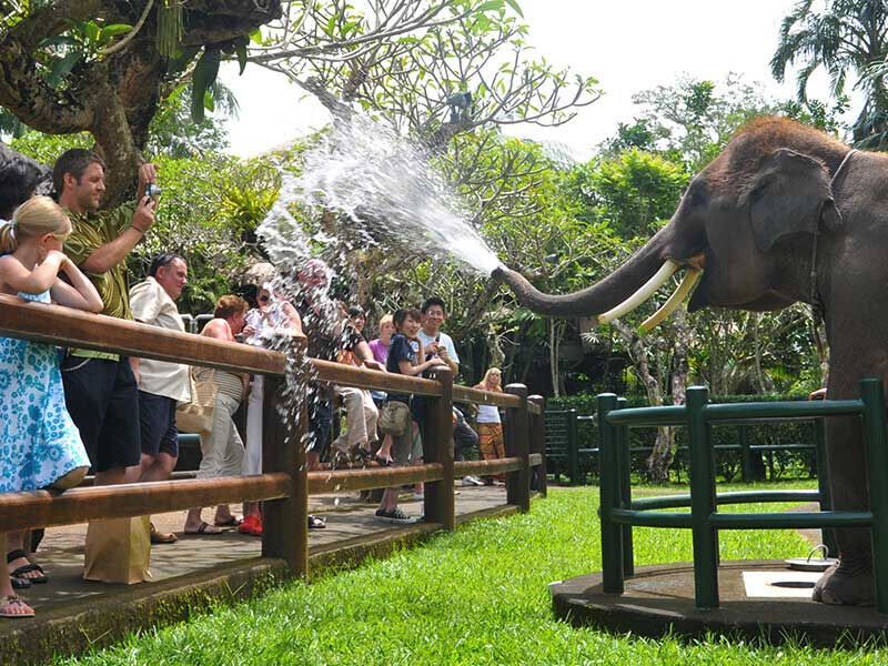 Bali Elephant Park Tour