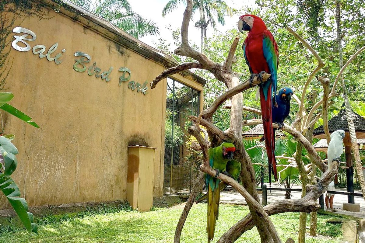 Bali Bird Park Tour