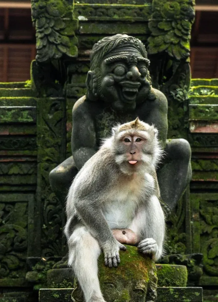 Rice terraces on the Ubud Tour
