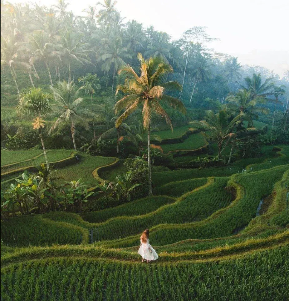 Tegalalang Rice Terrace