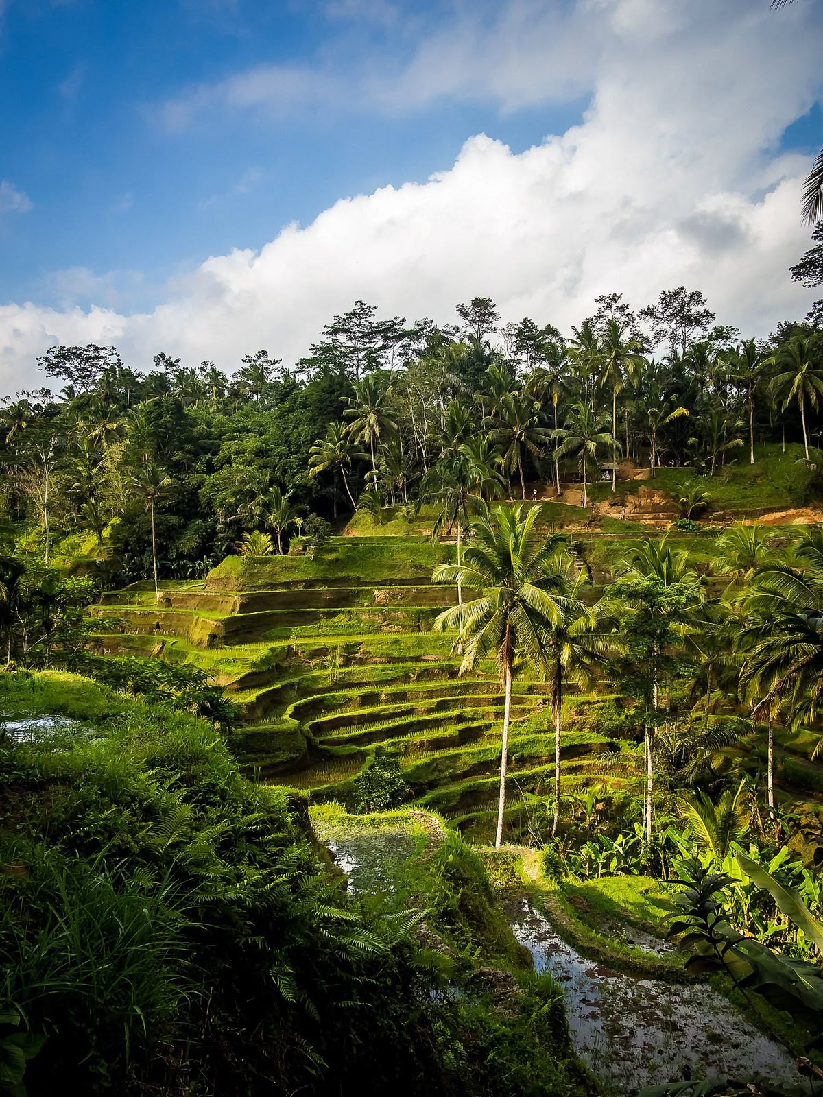 Tegallalang Rice Terrace Ubud Bali