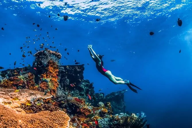 School of tropical fish over coral
