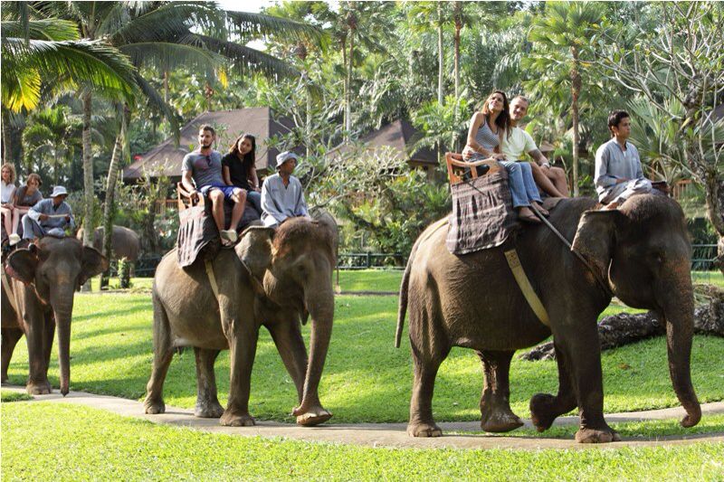 Bali Safari