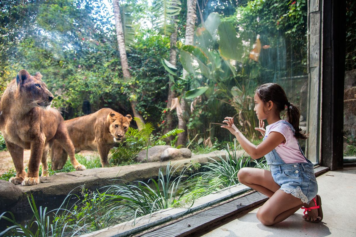 Bali Safari Experience