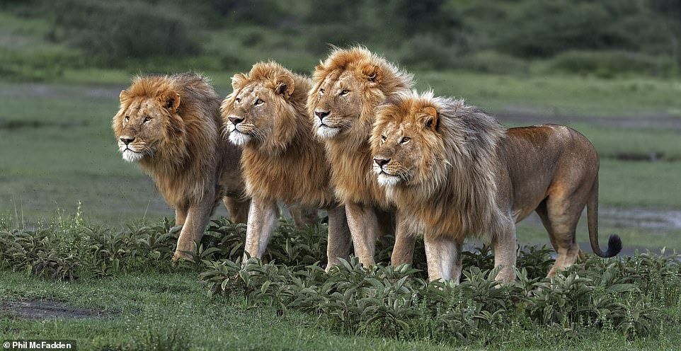Wildlife