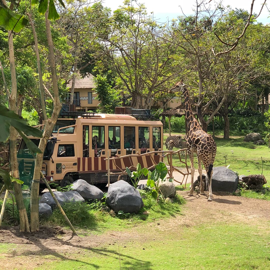 Safari