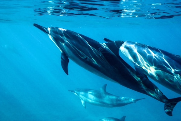 Dolphin Activities