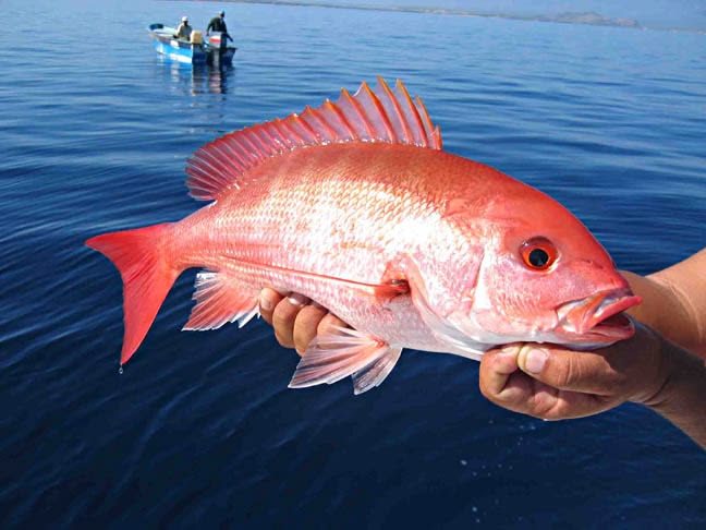 Fishing Snapper