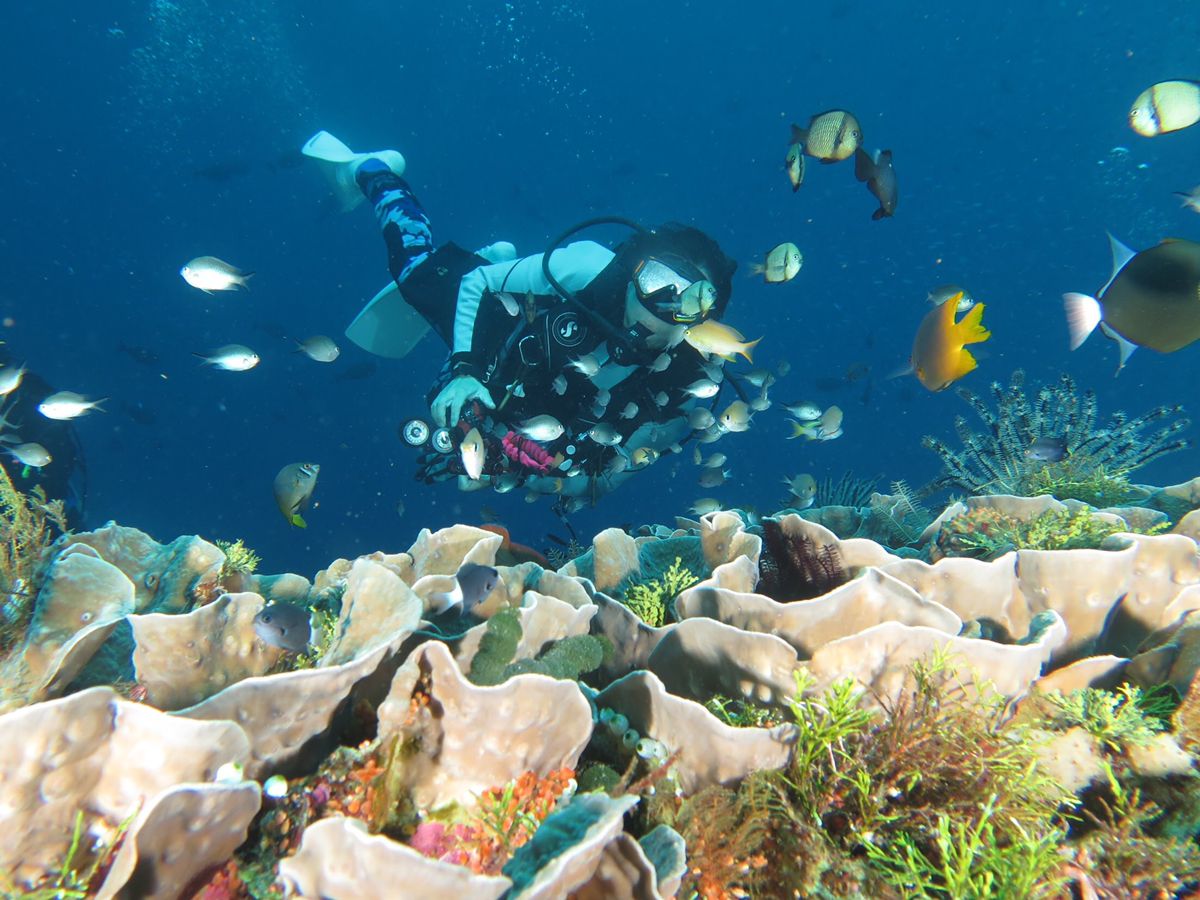 Diving Menjangan
