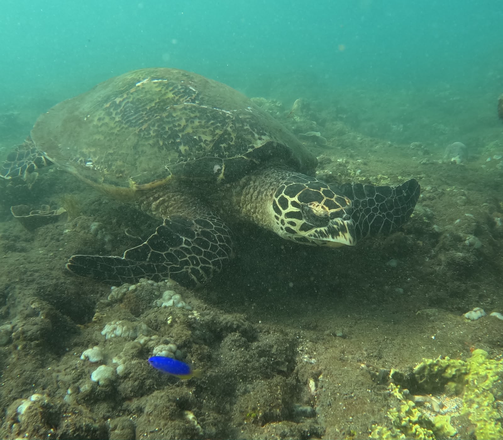Temple & turtle adventure 6