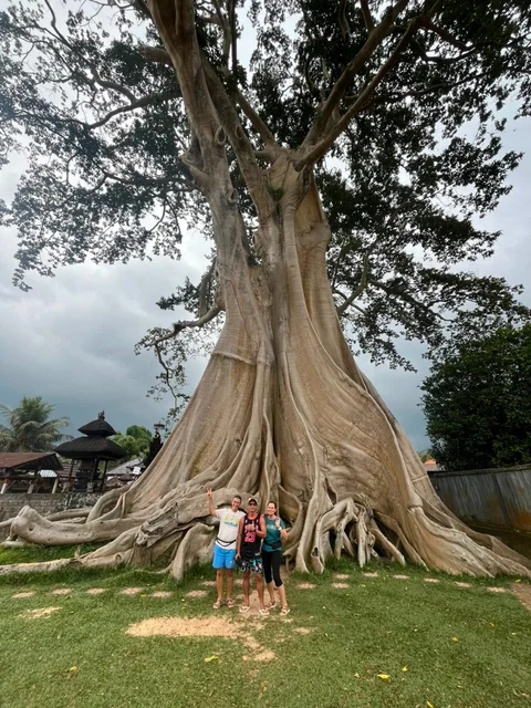 Giant Ancient Banyan Tree BNB BALI TRIP