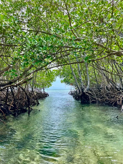 Mangrove Forest Tunnel BNB BALI TRIP