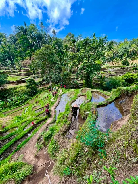Tegallalang Rice Terraces BNB BALI TRIP